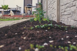 Nachhaltigkeit: 3 Vorteile vom eigenen Gemüse im Garten